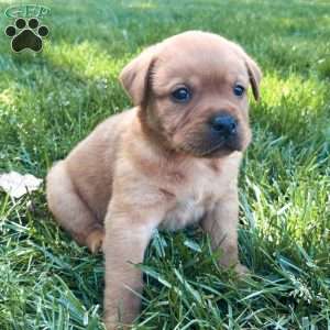 Max, Fox Red Labrador Retriever Puppy